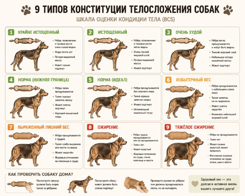 Схема оценки упитанности собак